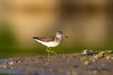 Solitary Sandpiper