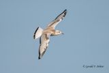 Bonapartes Gull (juvenile)
