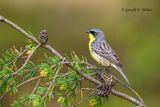 Kirtlands Warbler