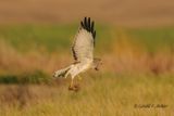 Northern Harrier (m)  Gray Ghost 