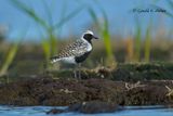Black - bellied Plover