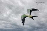 Swallow-tailed-Kite