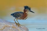 Green Heron