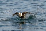 Long-tailed Duck 