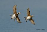 Long-tailed Duck