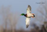 Mallard