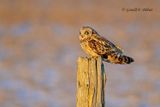 Short-eared Owl