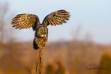 Great Gray Owl