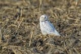 Snowy Owl