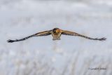  Northern Harrier. (adult female) re-edit