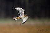  Northern Harrier (m) 