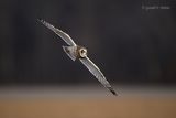 Short - eared Owl