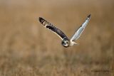 Short - eared Owl