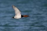 Canvasback (m)