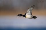 Ring - necked Duck