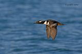 Hooded Merganser (male)