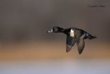 Ring - necked Duck