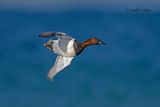 Canvasback (m)