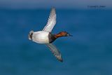 Canvasback (m)