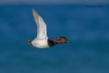 Canvasback (m)