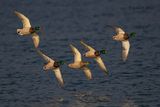 Mallard