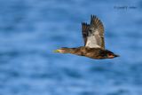 American Black Duck (m)