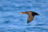 American Black Duck