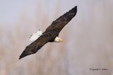 Bald Eagle (f)