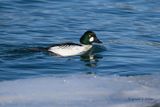  Common Goldeneye  ( m )