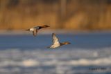 Canvasback