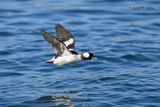 Bufflehead (m)