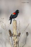 Red - winged Blackbird
