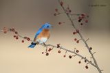 Eastern Bluebird (m)
