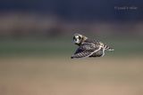 Short-eared Owl