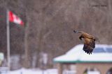 Bald Eagle  (immature)
