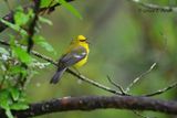Blue-winged Warbler