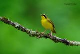 Kentucky Warbler 