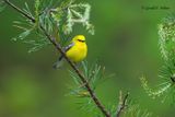   Blue-winged Warbler 