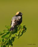 Bobolink