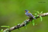   Northern Parula (m)