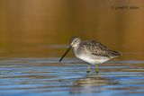   Long - billed Dowitcher 