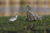   Black-bellied Plover  