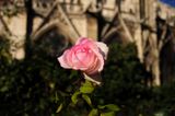 A Rose, is a rose, is a rose - Notre Dame Cathedral