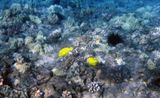 Diving at Molokini