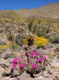 Anza Borrego Desert State Park - Cactus Flowers
