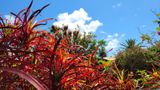 Garden Fauna #2