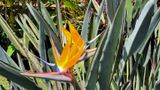 Bird of Paradise (Plant)