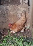 Hen Laying on her Eggs