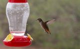 Hummingbirds 