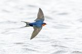 Welcome Swallow